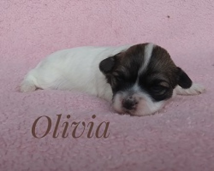 Olivia250